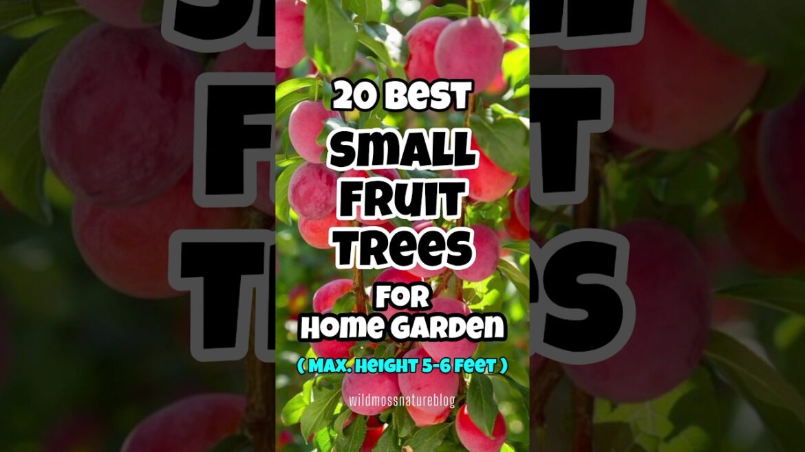 Top 20 small fruit trees for home garden / best dwarf fruit trees for small spaces #shorts Top 20 small fruit trees for home garden / best dwarf fruit trees for small spaces #shorts