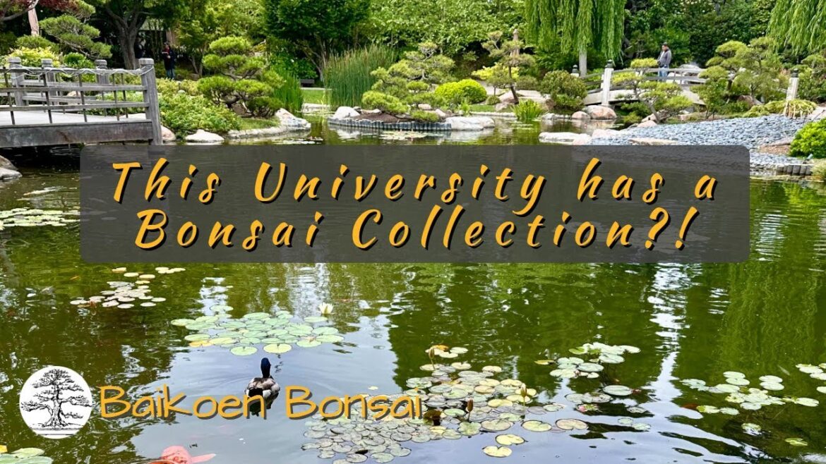 This University Has a Bonsai Collection?! | CSULB Japanese Garden This University Has a Bonsai Collection?! | CSULB Japanese Garden