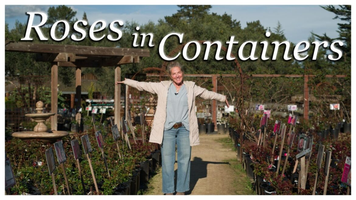 ✨ More On Roses: The 6 BEST Roses for Containers! 💖#rosegarden #roses #growingroses #gardenadvice ✨ More On Roses: The 6 BEST Roses for Containers! 💖#rosegarden #roses #growingroses #gardenadvice