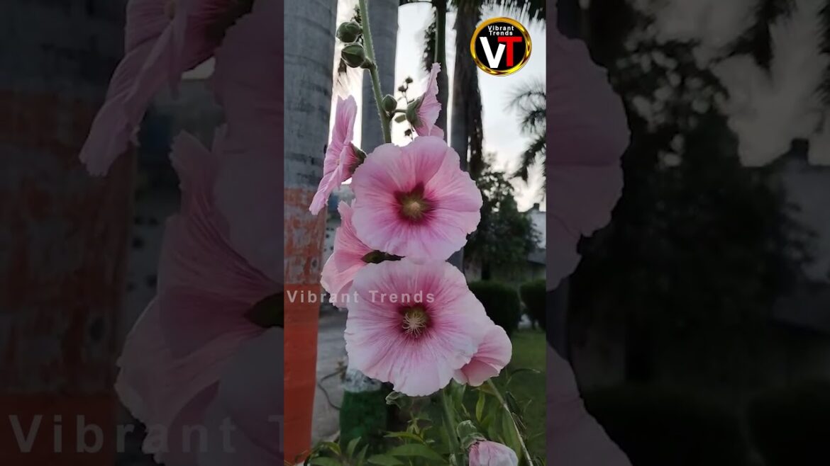Flower| Gardening Ideas| Garden| Plants| Vibrant Trends