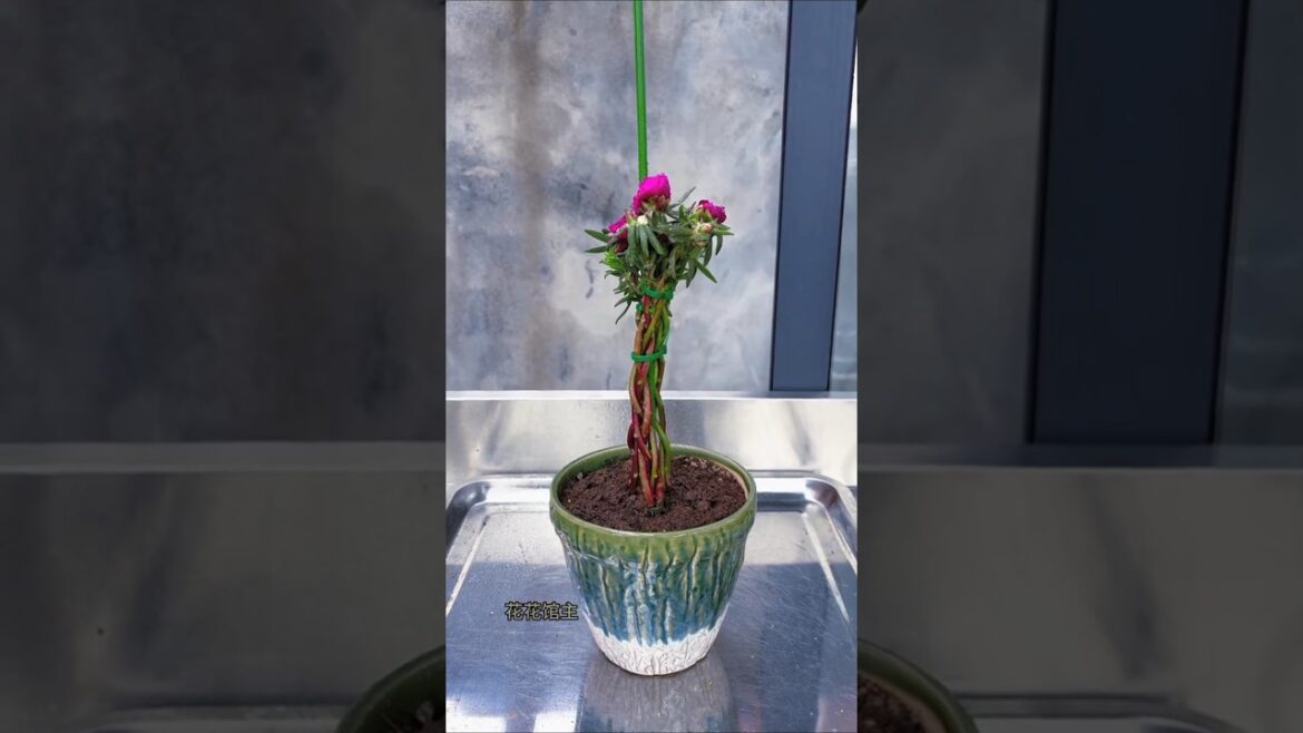 How to make plans Portulaca flower style beautiful #shorts #gardenflower #plants