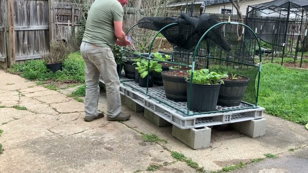 Early Lettuce and the First Spring Weekend in The Garden