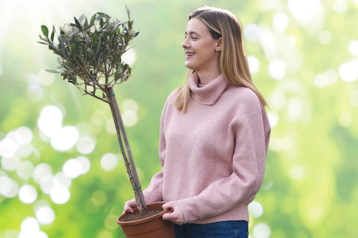 Woman carrying an olive tree on a green background