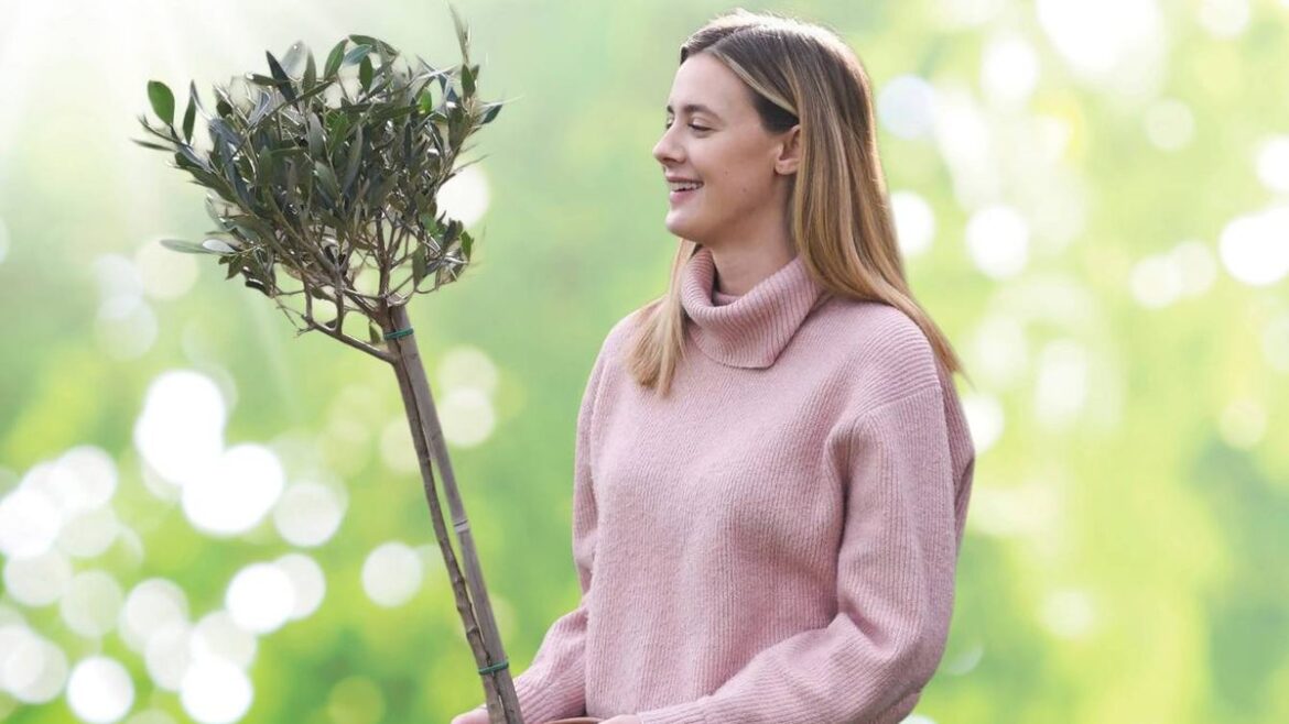 Gardening fans can pick up an olive tree for less than £10 with an eye-catching deal Belfast Live