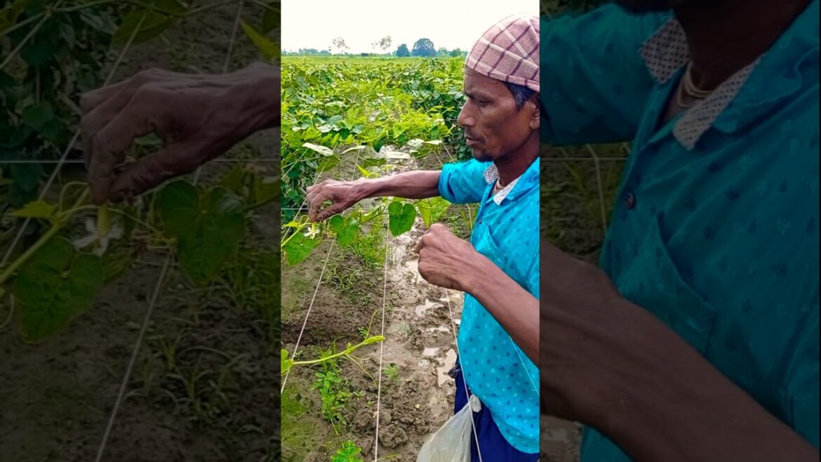Improve Your Pointed Gourd Crop with Simple Pollination Tips #shorts Improve Your Pointed Gourd Crop with Simple Pollination Tips #shorts