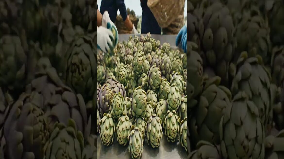 Inside the Farm: Globe Artichokes from Sprout to Harvest of Premium Edible Buds Inside the Farm: Globe Artichokes from Sprout to Harvest of Premium Edible Buds