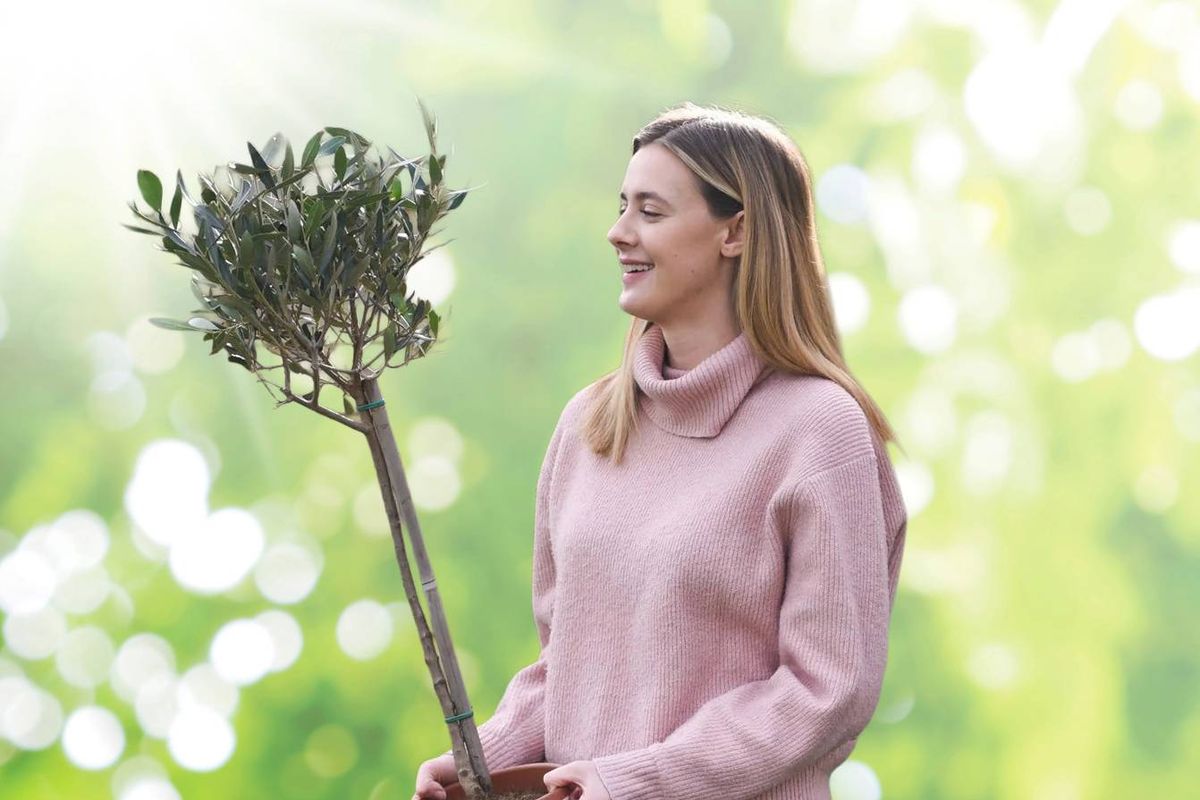 Woman carrying an olive tree on a green background 