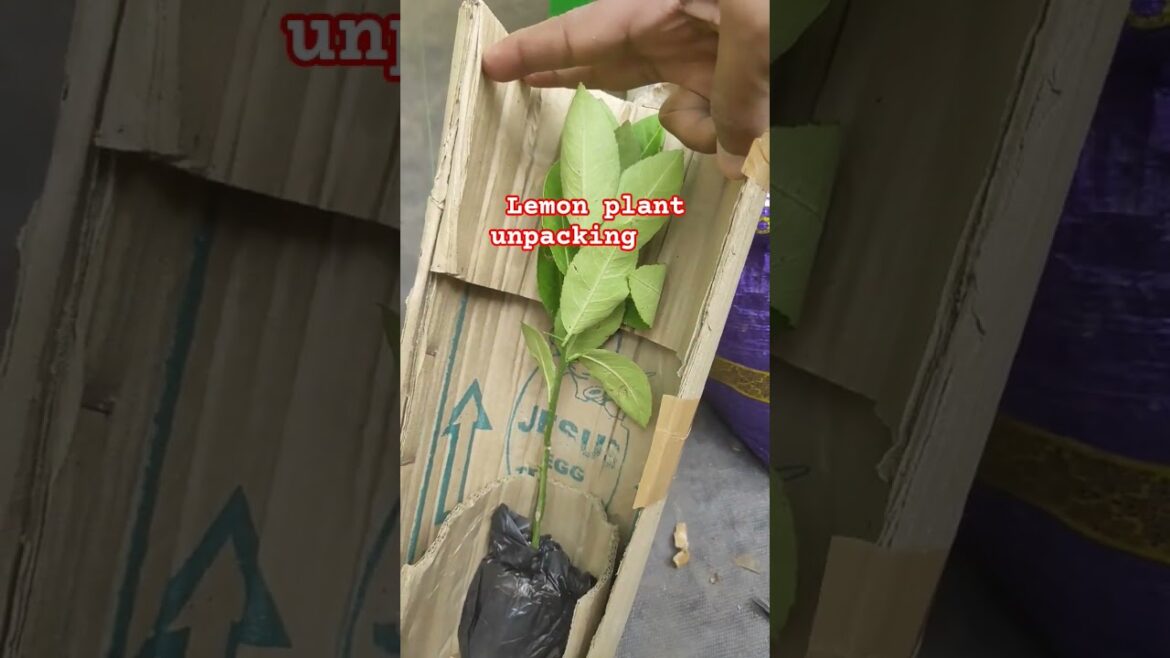 unpacking lemon plant #hybrid lemon plant #lemon #gardening #yt trends