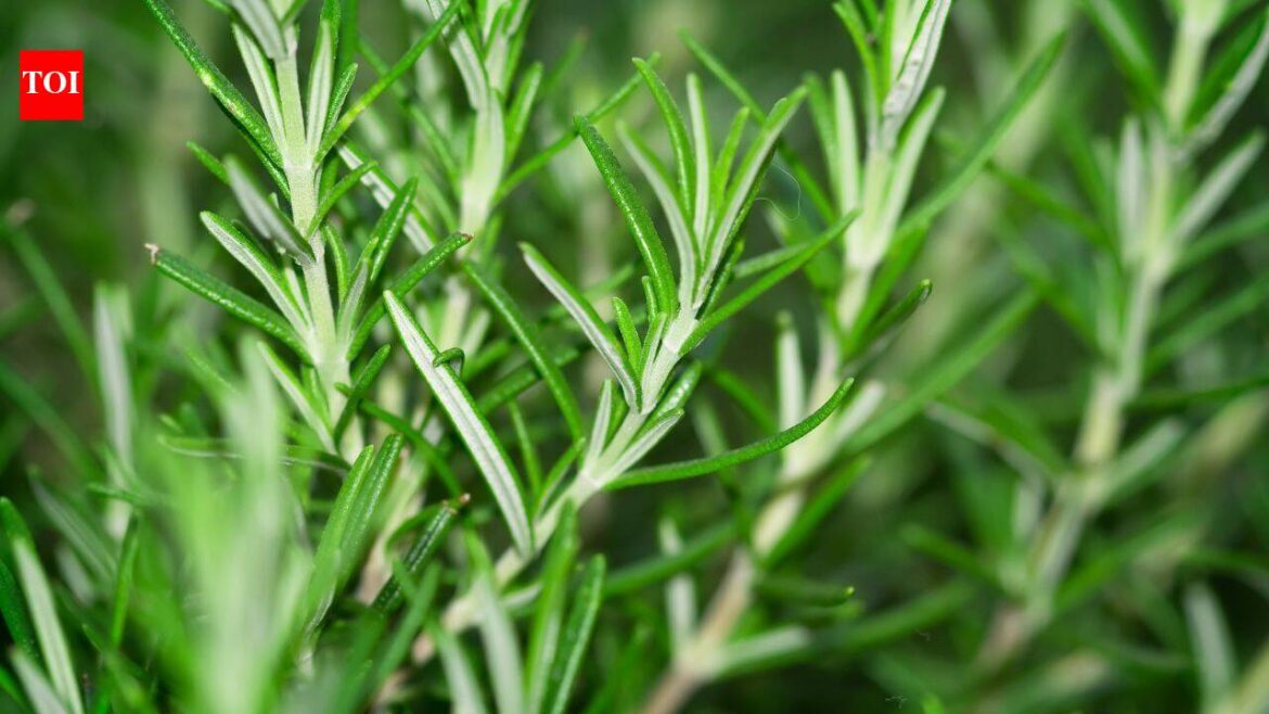 8 plants you only need to grow once for endless harvests 8 plants you only need to grow once for endless harvests