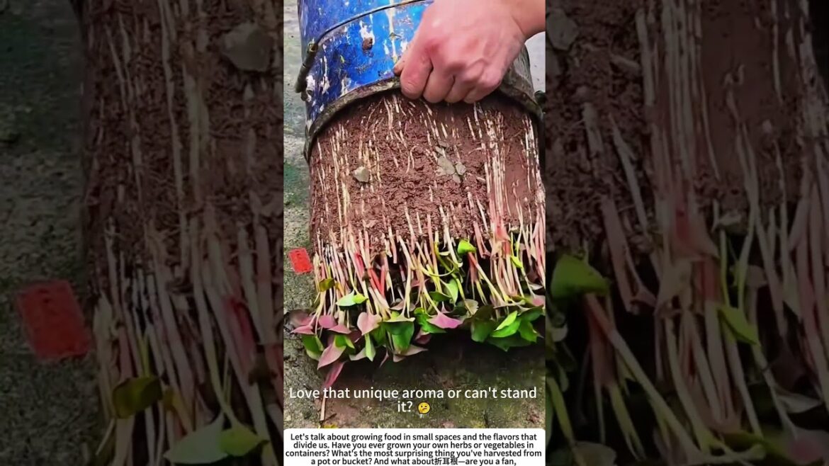 Urban Harvest: Growing Polarizing Houttuynia (折耳根) in a Recycled Bucket 🌱 Urban Harvest: Growing Polarizing Houttuynia (折耳根) in a Recycled Bucket 🌱