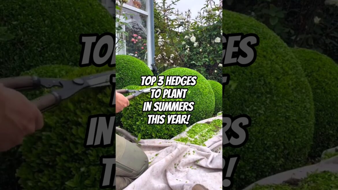 Top 3 Hedge Plants That Make Any Home Look Expensive 🌳✂ | Garden Improvement Tips - Part 1