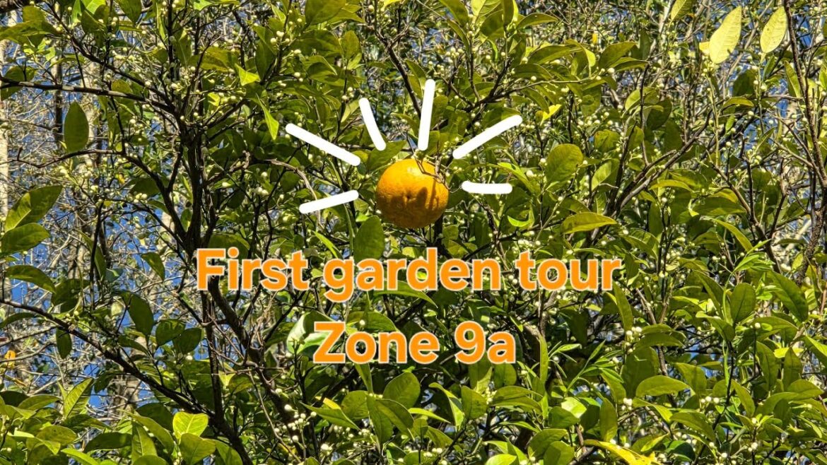 My first edible garden tour