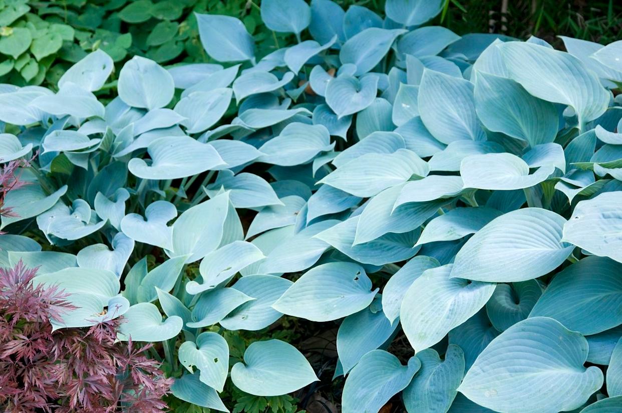 'Halcyon' is one of the blue hostas.Credit: Photos Lamontagne/Photolibrary/Getty Images