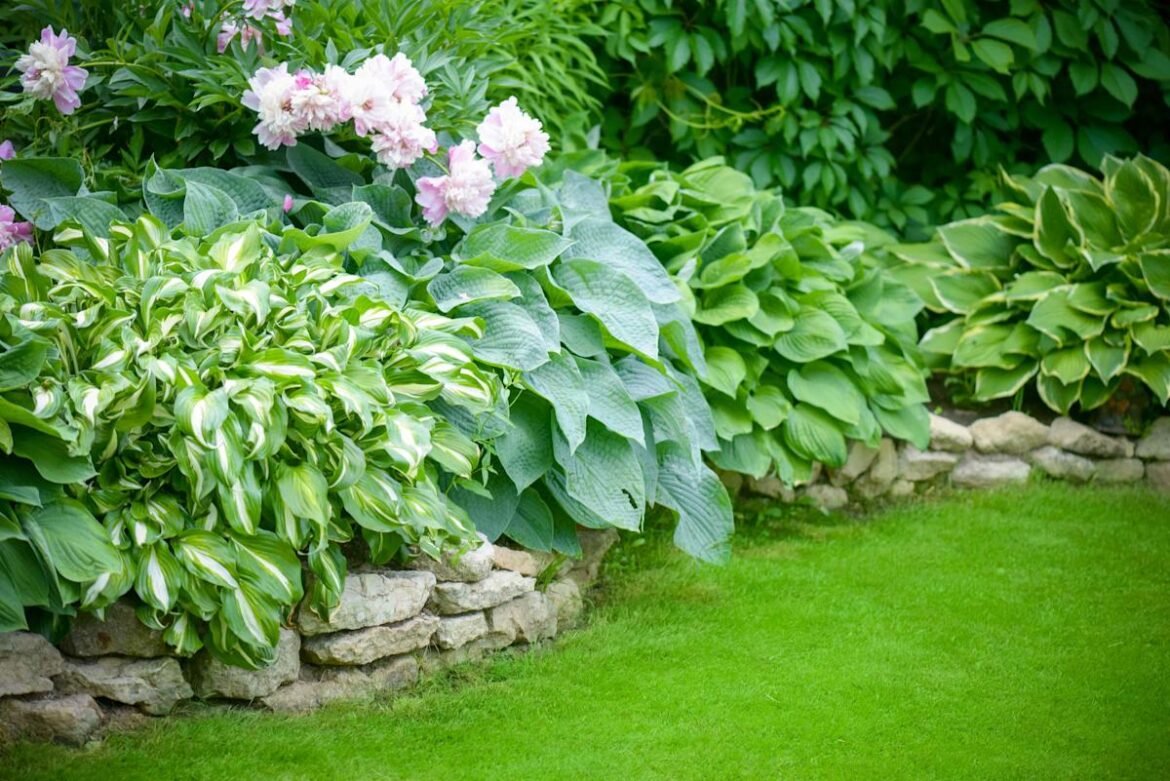 Where Do Hostas Grow Best? Gardening Experts Share the Sweet Spot Real Simple