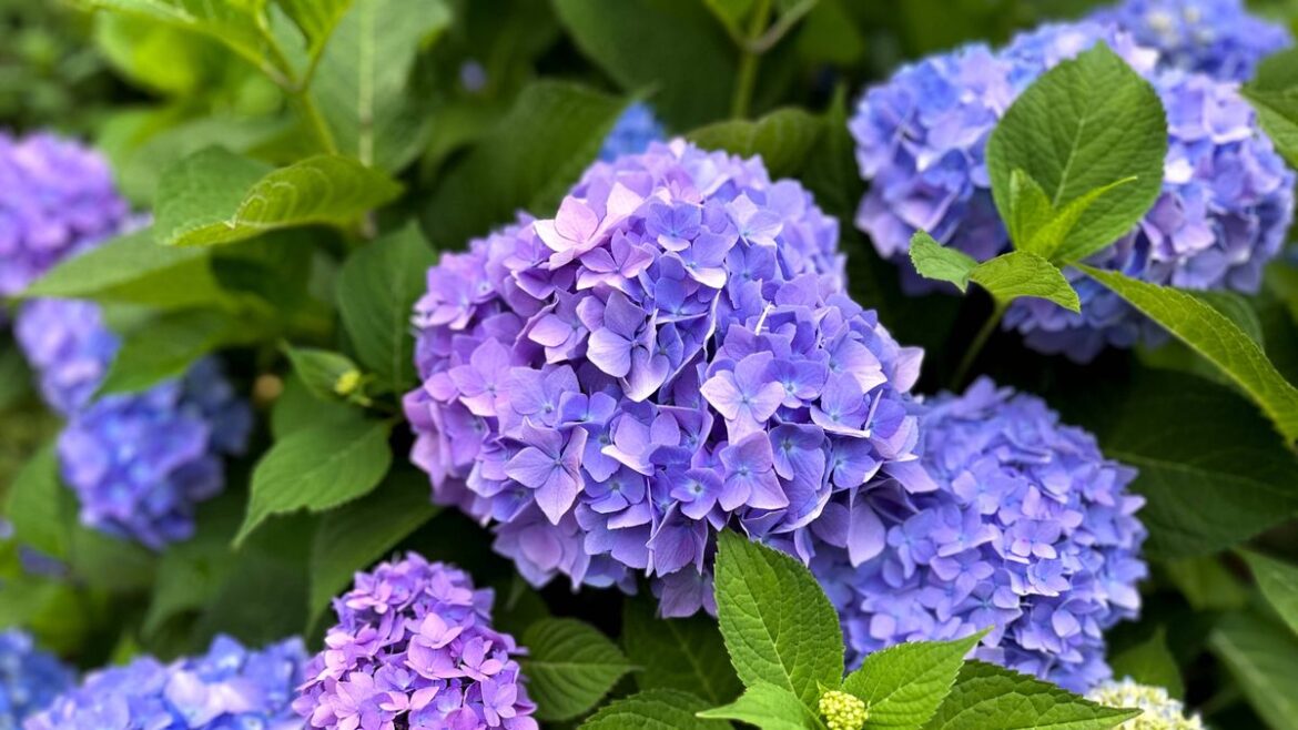 Hydrangeas will grow bigger flowers next year if key task is done now Daily Mirror