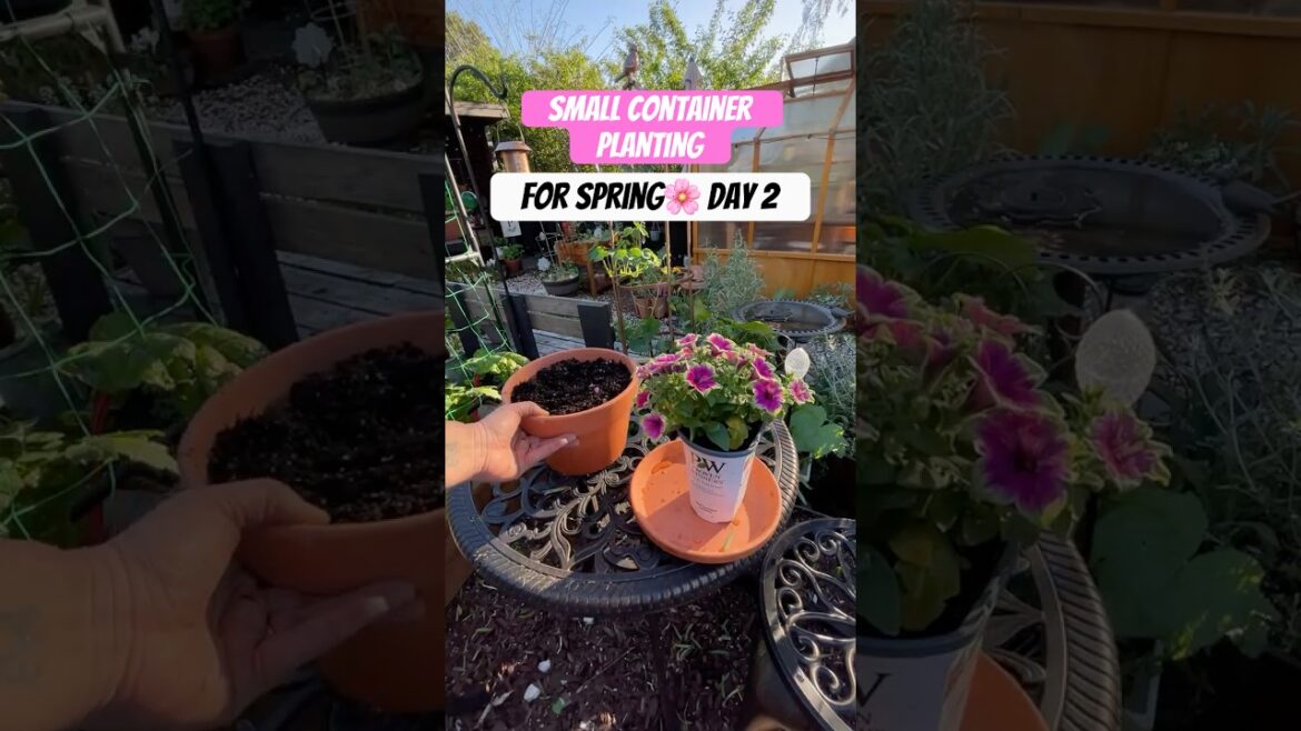 Small Container Planting For Spring🌸🌼✨#springplanting #2026garden #gardenflowers #mybackyardgarden