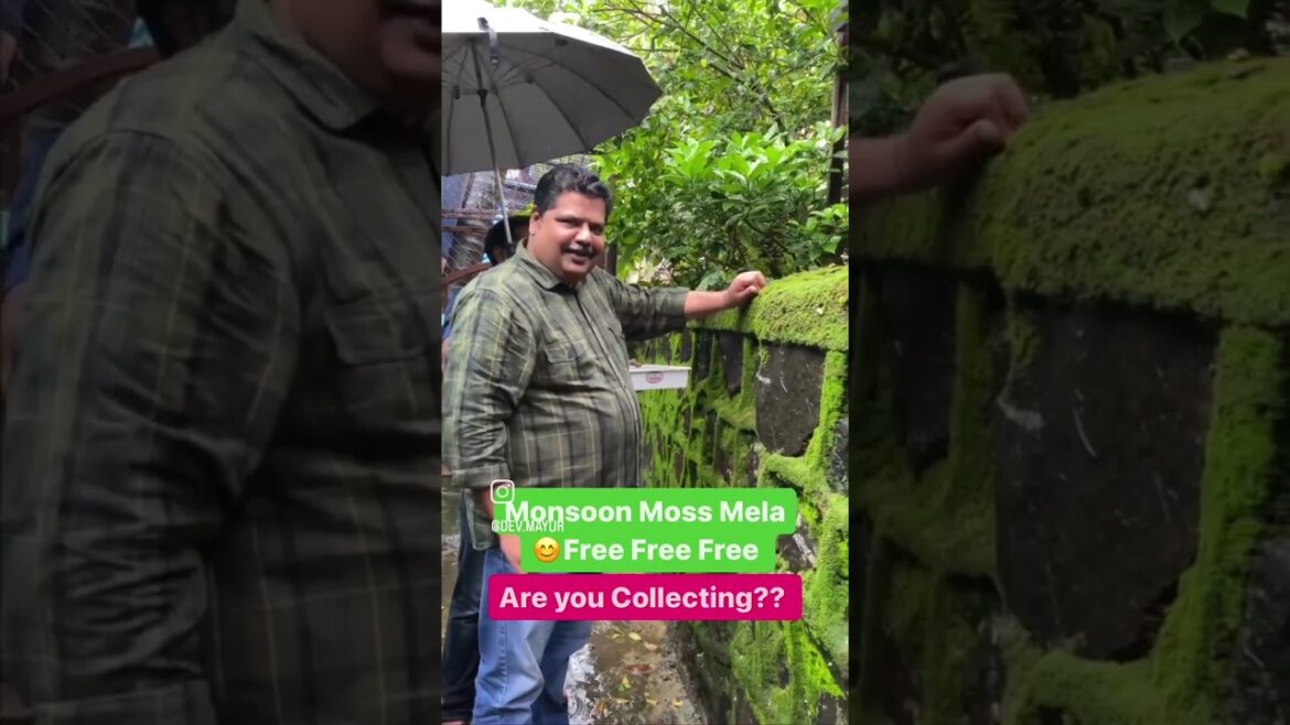 FREE Moss in Monsoon | How to Moss Terrarium #rain  #monsoon #like #terrarium #mayurdevaquascaper