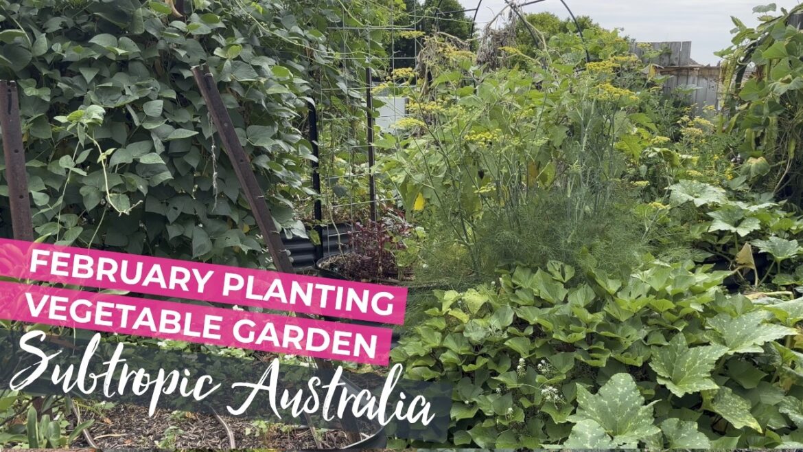 What to plant in February - Australia Subtropical Vegetable Garden