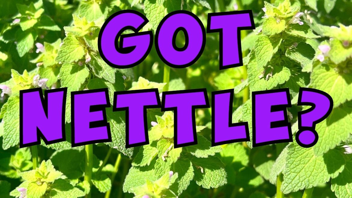 👨‍🌾 Purple Dead Nettle: The FREE Superfood Growing in Your Yard (Don’t Pull It! Before You SEE This)