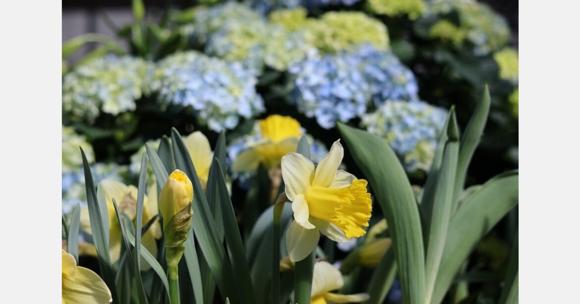 Botanical Gardens welcomes spring to Buffalo
