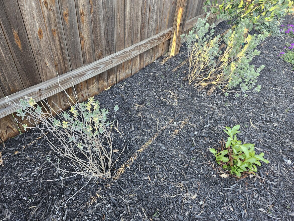 Only half of the texas sage bush woke up? Only half of the texas sage bush woke up?