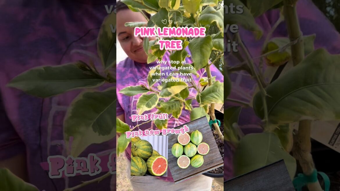 Pink Lemonade tree! #garden #gardening