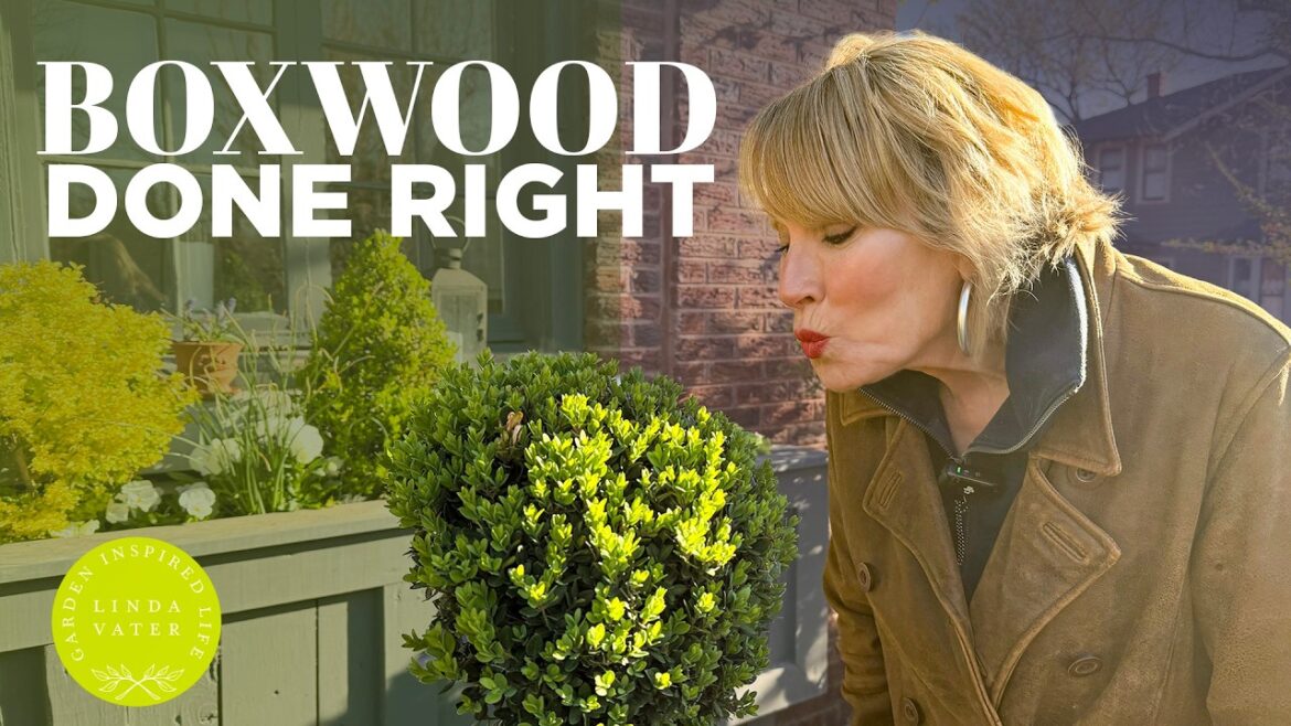 Boxwood Done Right: My Favorite Types and Care Tips | Linda Vater 🌿 Boxwood Done Right: My Favorite Types and Care Tips | Linda Vater 🌿