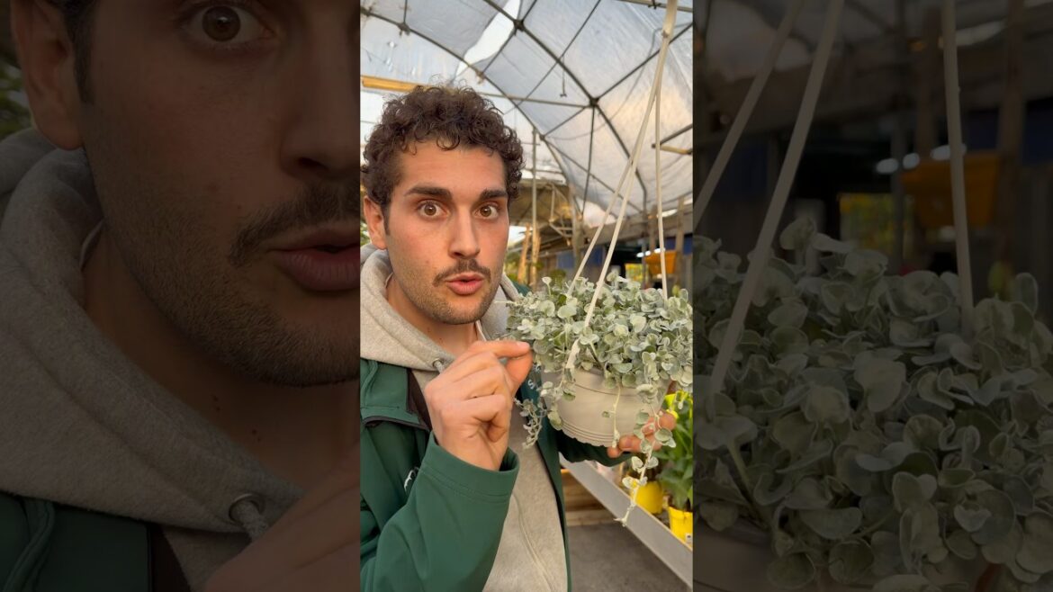 3 Piante pendenti resistenti #plants #garden #flower #flowers #tips #gardening #piante