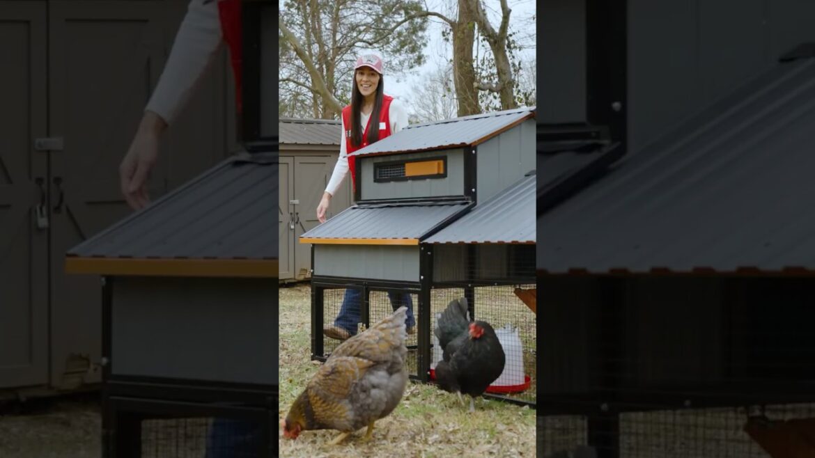 🐔 The Perfect Chicken Coop Makes Coop Life Easy #BackyardChickens #FlockCare #ChickenCoop 🐔 The Perfect Chicken Coop Makes Coop Life Easy #BackyardChickens #FlockCare #ChickenCoop