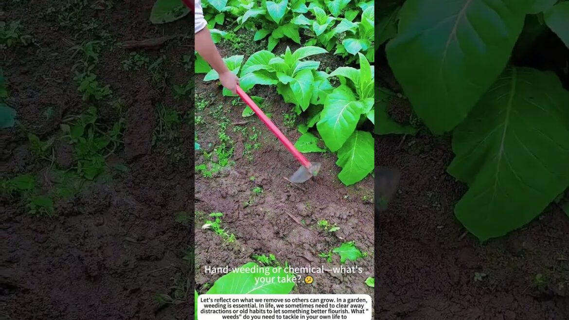 Clearing the Way: Hand-Weeding a Vegetable Garden π± Clearing the Way: Hand-Weeding a Vegetable Garden π±