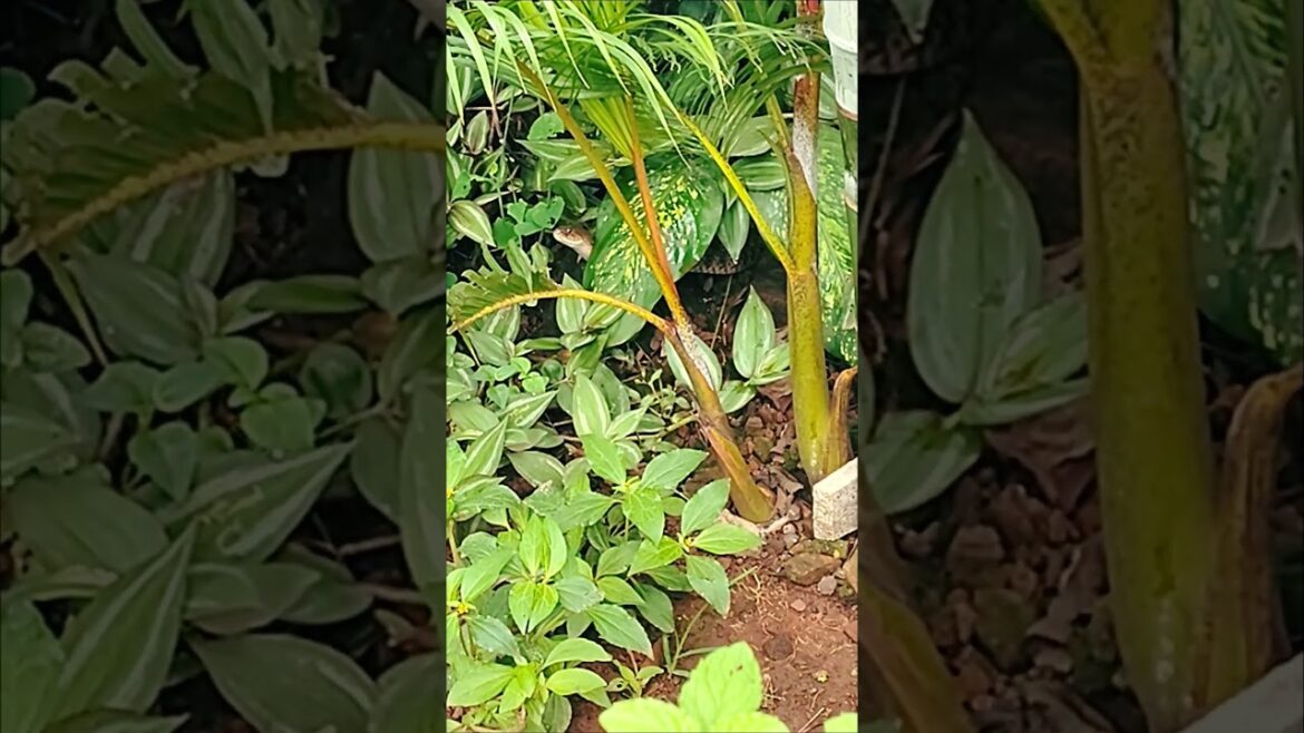 beware from snakes when doing gardenwork#shorts #gardening #garden #shortsfeed #nature #snake