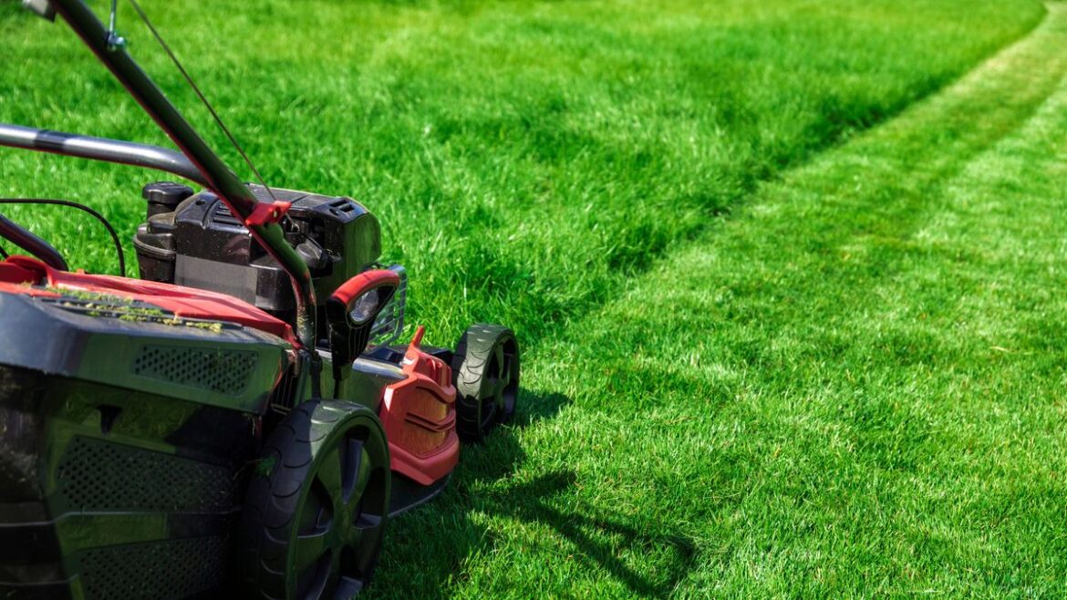 Lawns will be greener and moss-free if mowed at exact height gardening expert advises on Daily Mirror