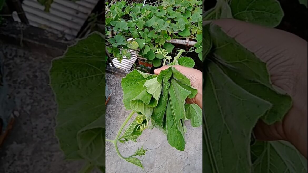 Bottle guard leaf harvesting #terracegarden #vegetable #ytshorts #shorts #organicgardening