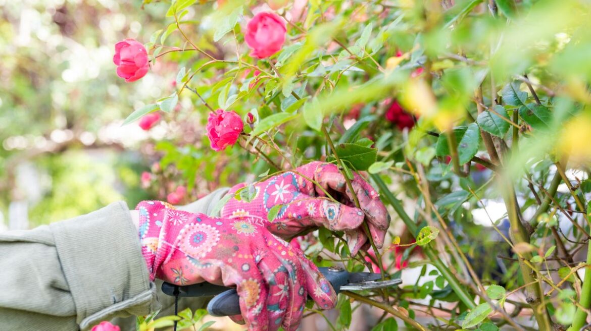 This Morning gardener David Domoney shares key tip for healthier roses and stronger vegetables Devon Live