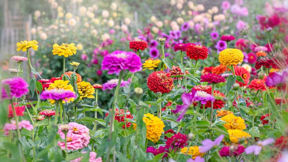 Weeds will be banished from gardens by planting these flowers Daily Mirror