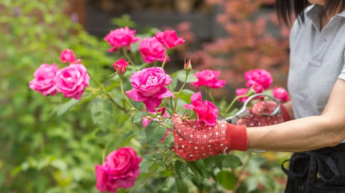 ‘Garden hero’ that means healthier roses and fewer pests without lifting a finger Daily Mirror