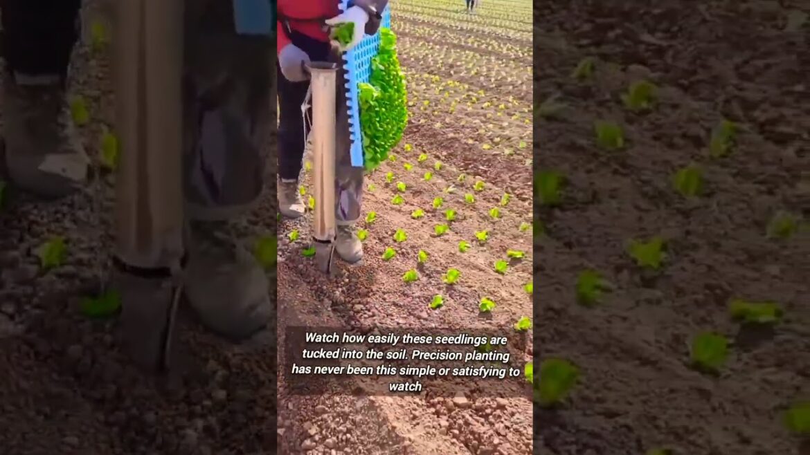 How To Quickly Plant Garden Vegetables Using Manual Transplanters