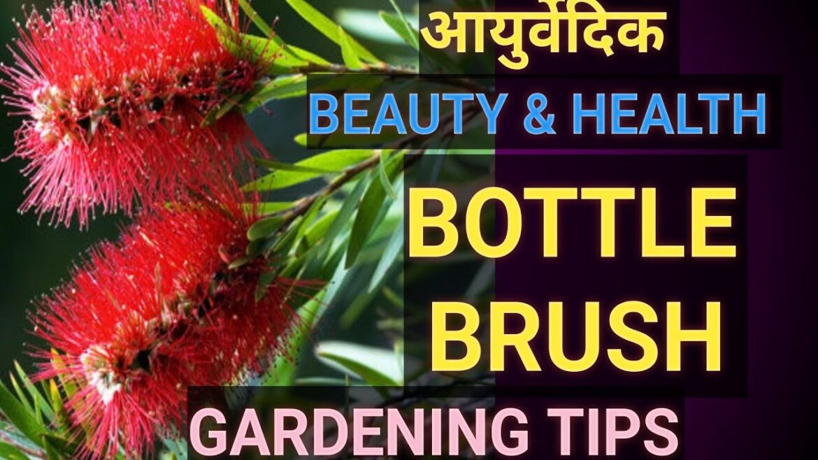 Bottle Brush Plant: Amazing beauty & Health benefits, gardening tips #biodoors #viralplants #garden Bottle Brush Plant: Amazing beauty & Health benefits, gardening tips #biodoors #viralplants #garden