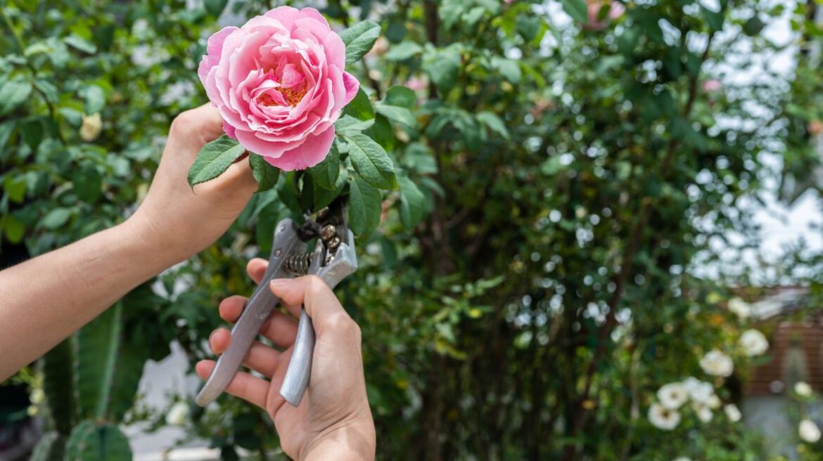 Tiny garden hero can eat up to 50 aphids a day and means healthier roses, says expert Surrey Live