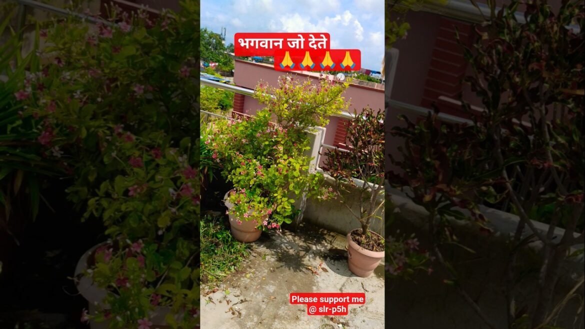 Saubhagyalaxmi gardening # shorts # viral # trends