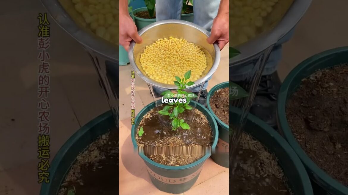 useless household items are actually for growing vegetables.