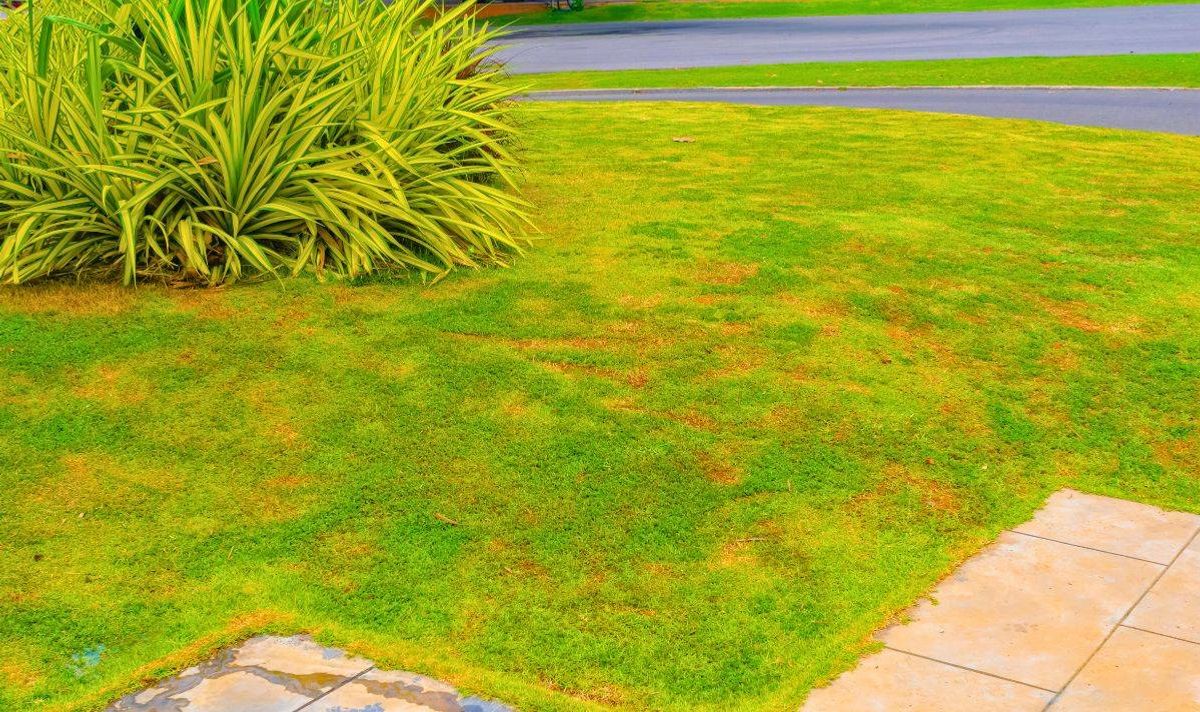 Picture of patchy and yellowing grass