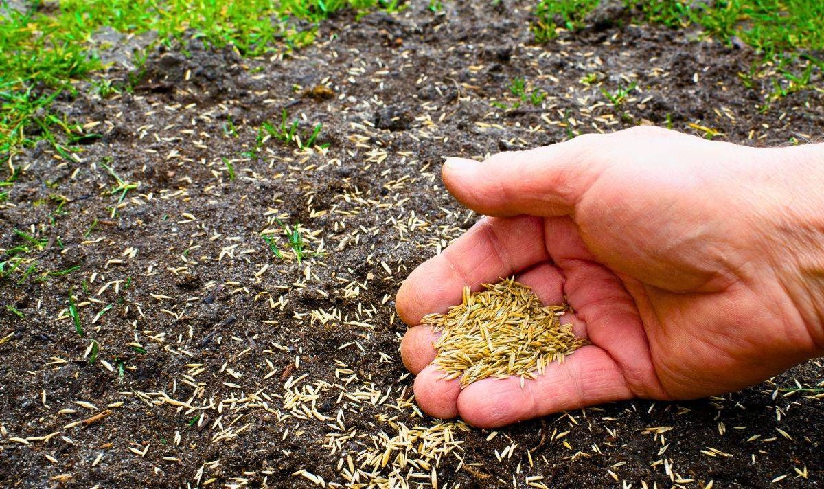 Picture of someone seeding a lawn