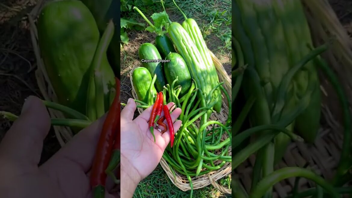 Harvesting a basket of goodness from backyard organic harvest garden backyardgarden asmr