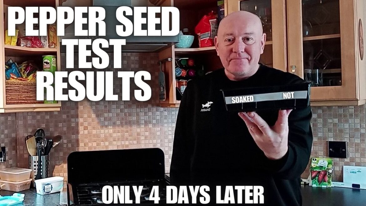 How To Germinate Pepper Seeds FAST! [Container Gardening ]