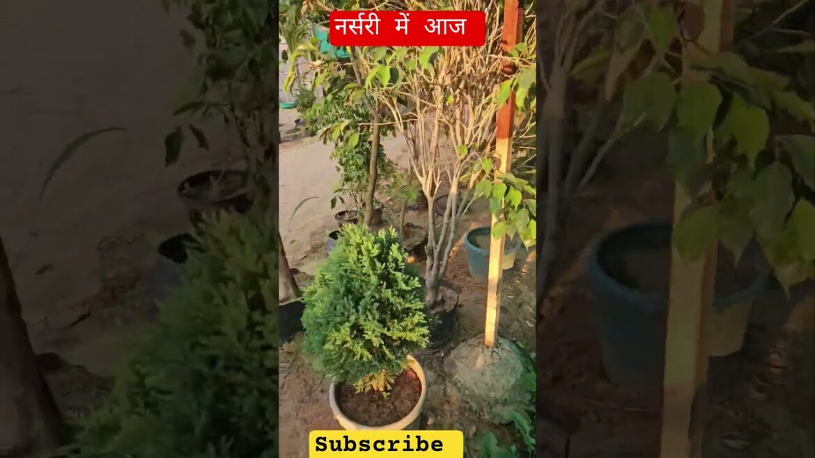 नर्सरी में आज | #plants #creator #shorts #trends #creator #love #music #shortsfeed #gardening #feel