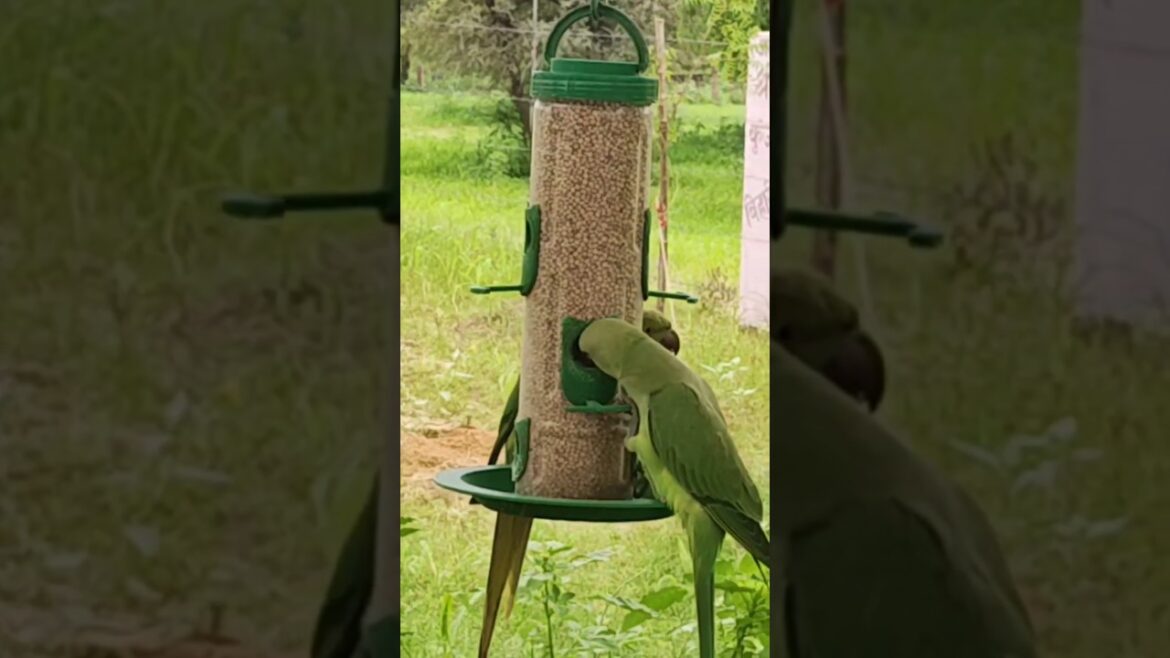 Bird Feeder – Attract Beautiful Birds to Your Garden! "Bird Feeder - Attract Beautiful Birds to Your Garden!"
