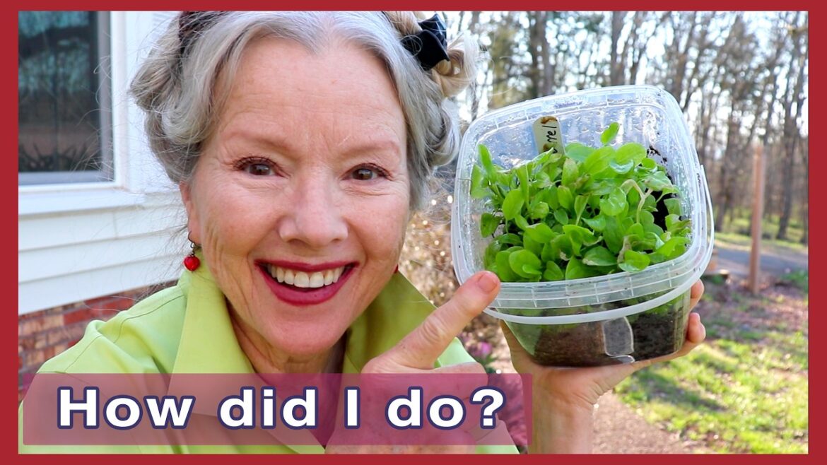 Kaye Kittrell: First time WINTER SOWING RESULTS + Zebra Swallowtail! First time WINTER SOWING RESULTS + Zebra Swallowtail!
