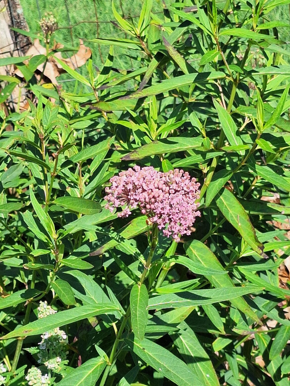 Swamp Milkweed