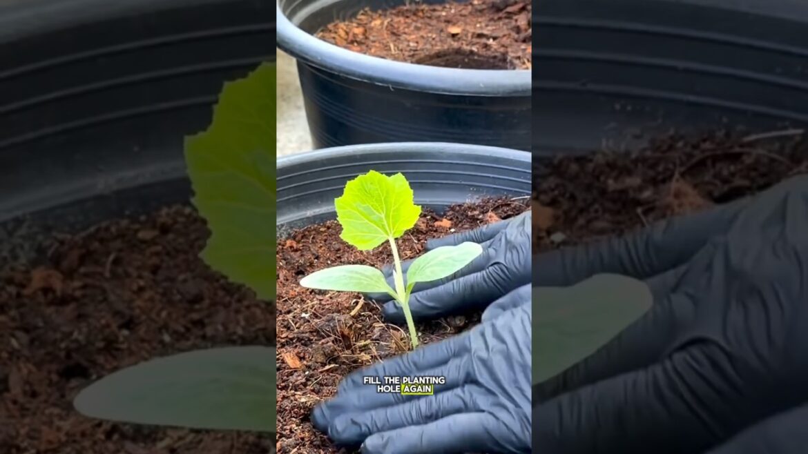 how to transplant newly grown vegetable shoots#shorts#short#trending#unique#fyp